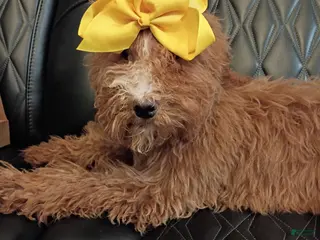 Standard Poodle dogs Standard Poodle Puppy 2 - Ad 14