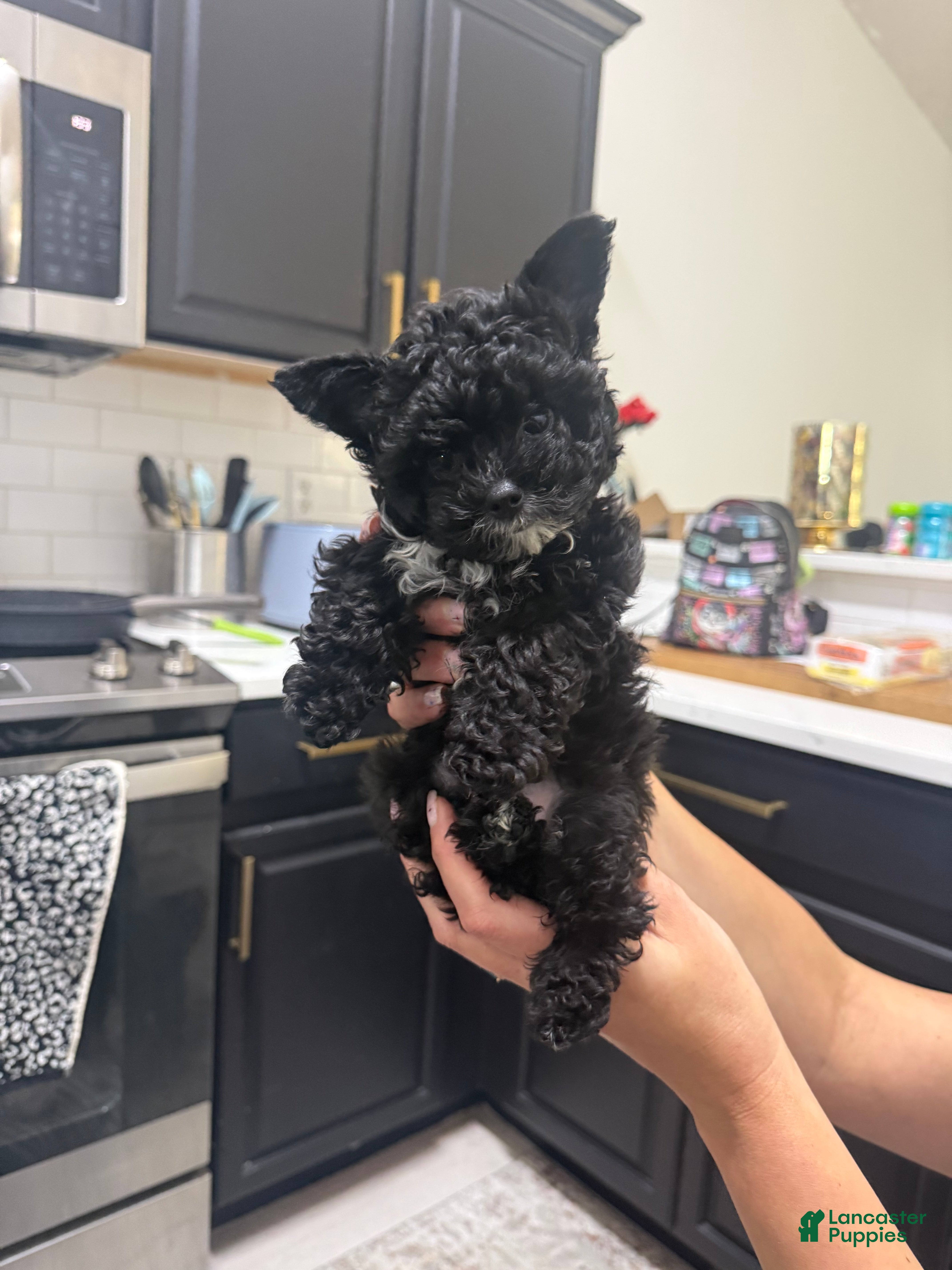 Yorkshire Terrier dogs Bear - Ad 1