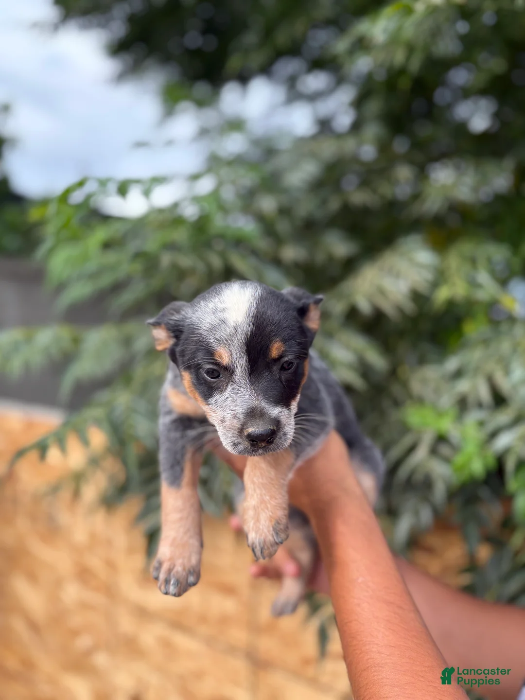 Australian Cattle Dog dogs for sale: Australian Cattle Dog 7 - Ad 1