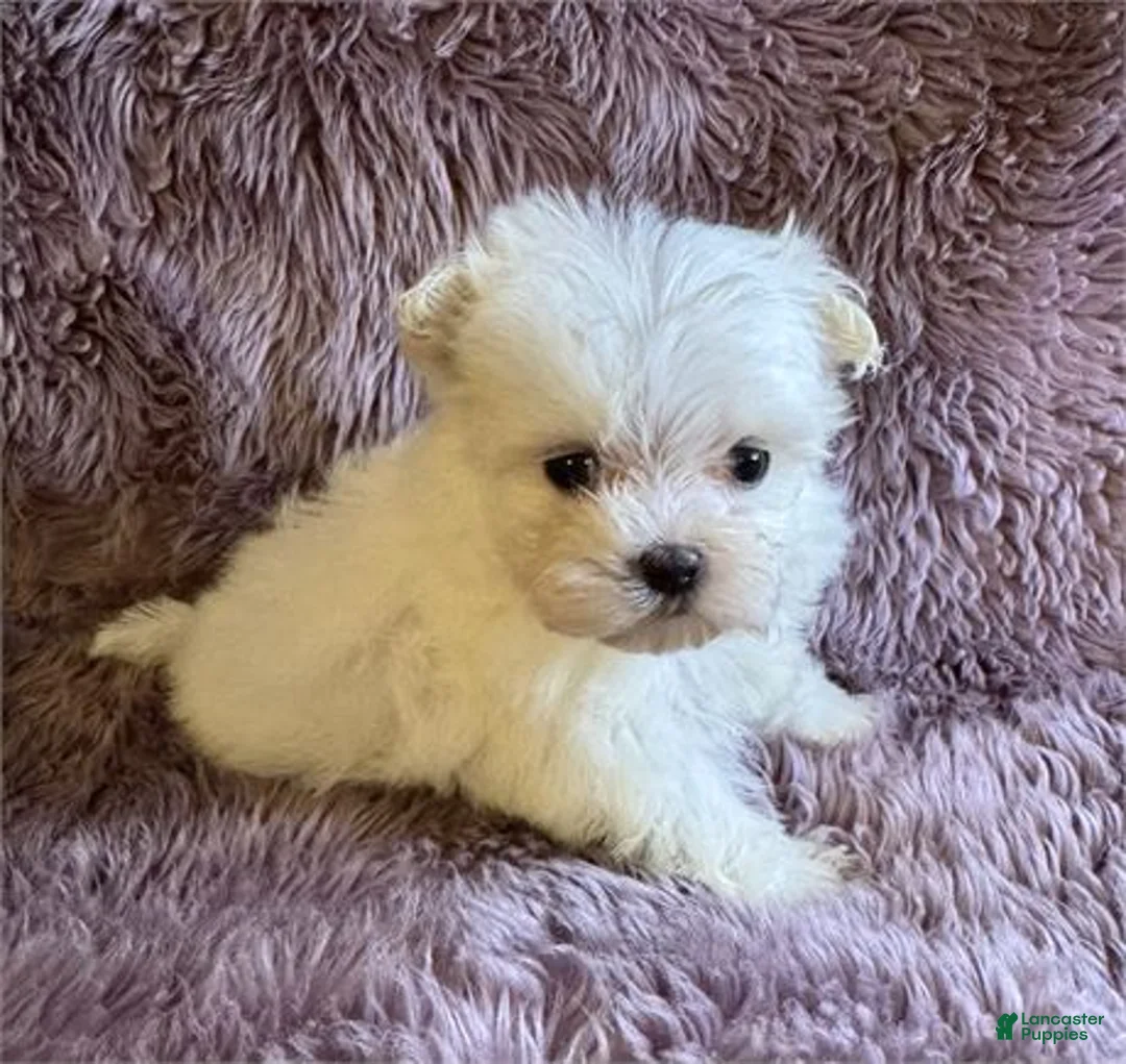 Maltese dogs for sale: Maltese Puppy 1 - Ad 1