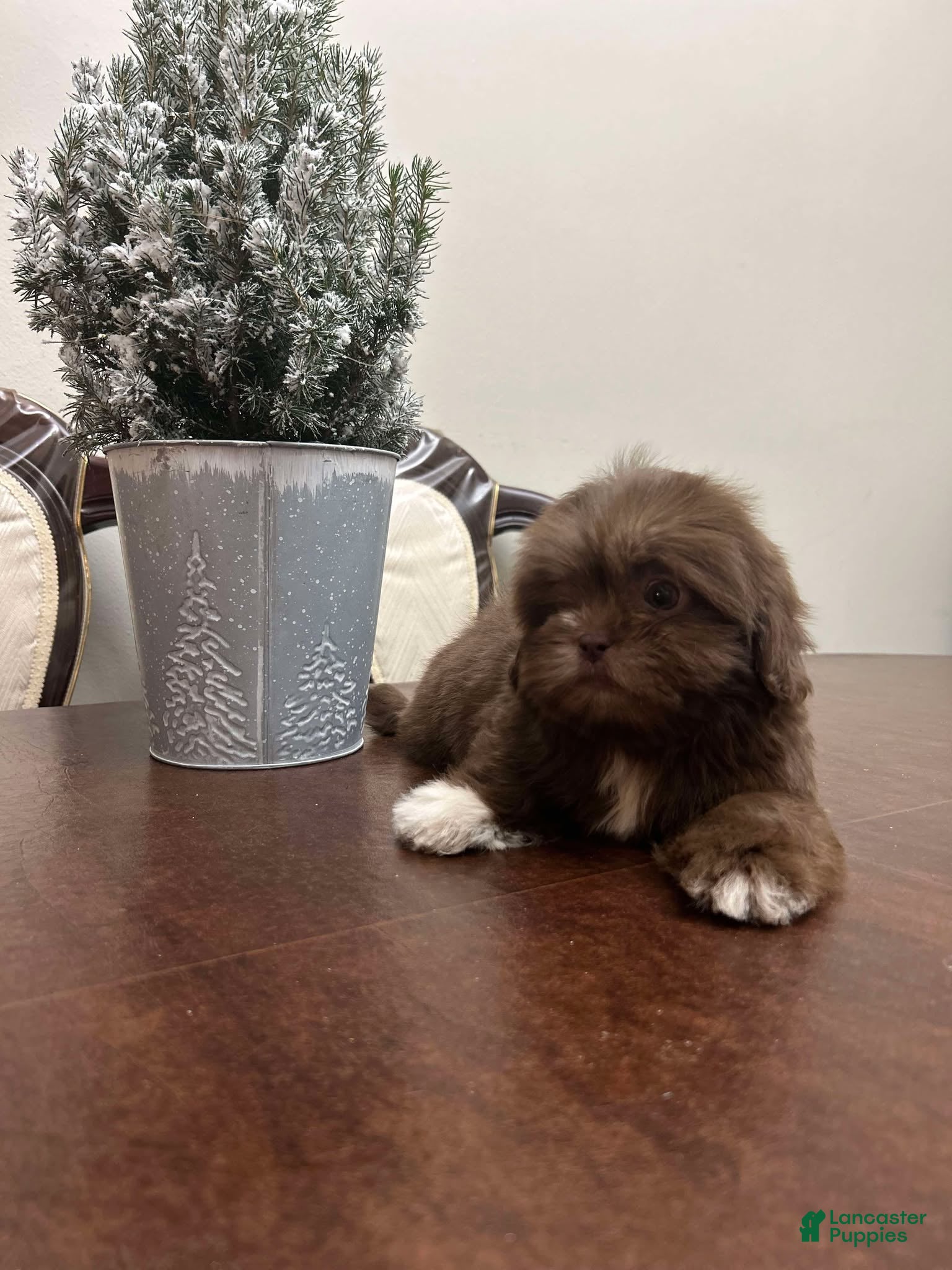 Shih Tzu dogs Kiss - Ad 38