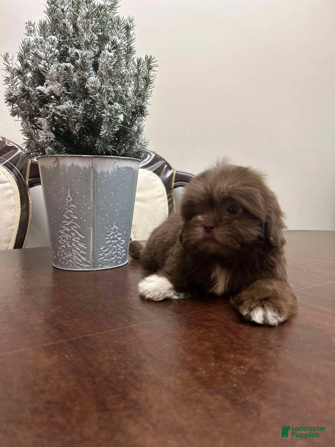 Shih Tzu dogs for sale: Kiss - Ad 1