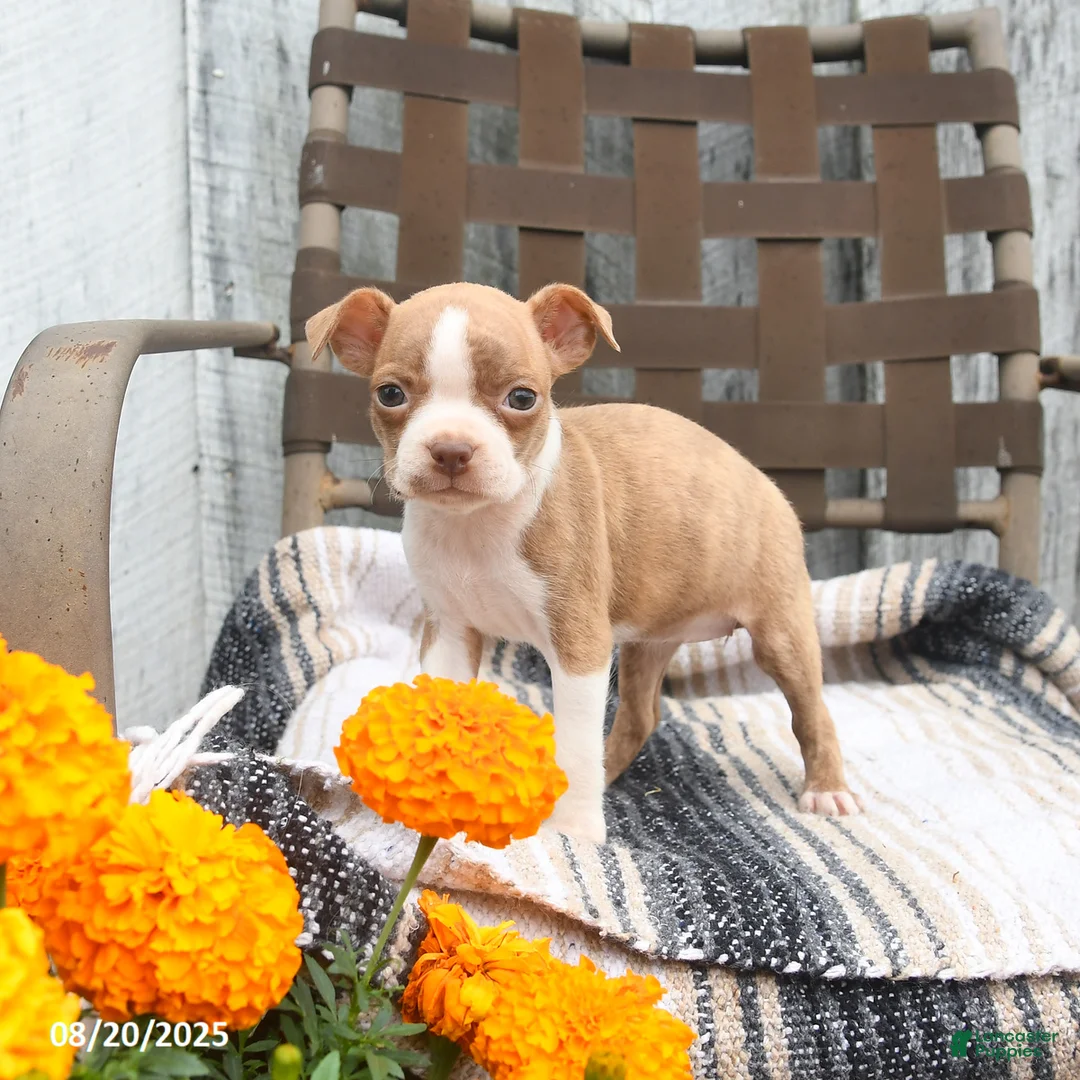 Boston Terrier dogs for sale: Chloe - Ad 3