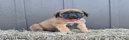 English Mastiff dogs for sale: Misty - Ad 3