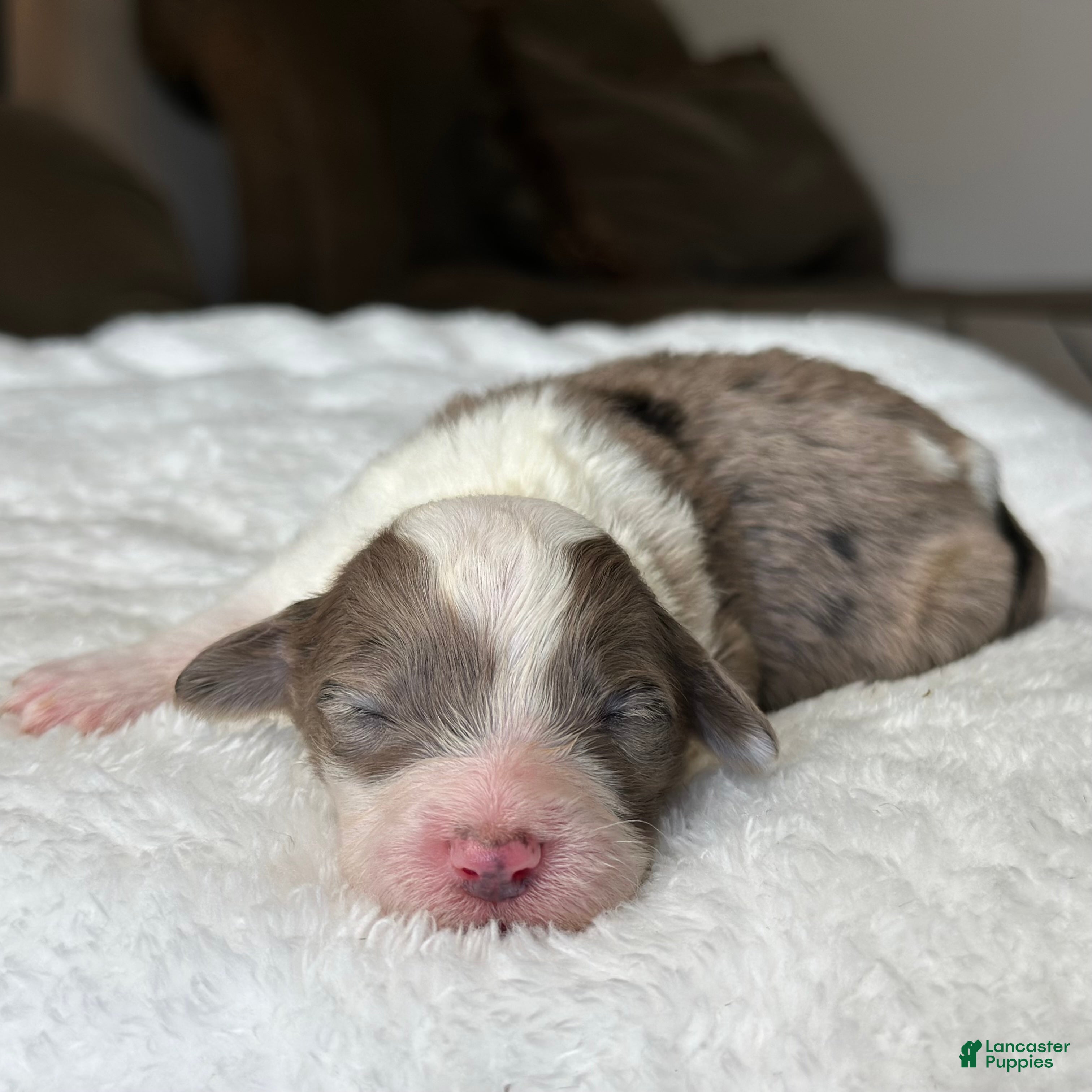 Sheepadoodle dogs Merle Female 3 - Ad 1