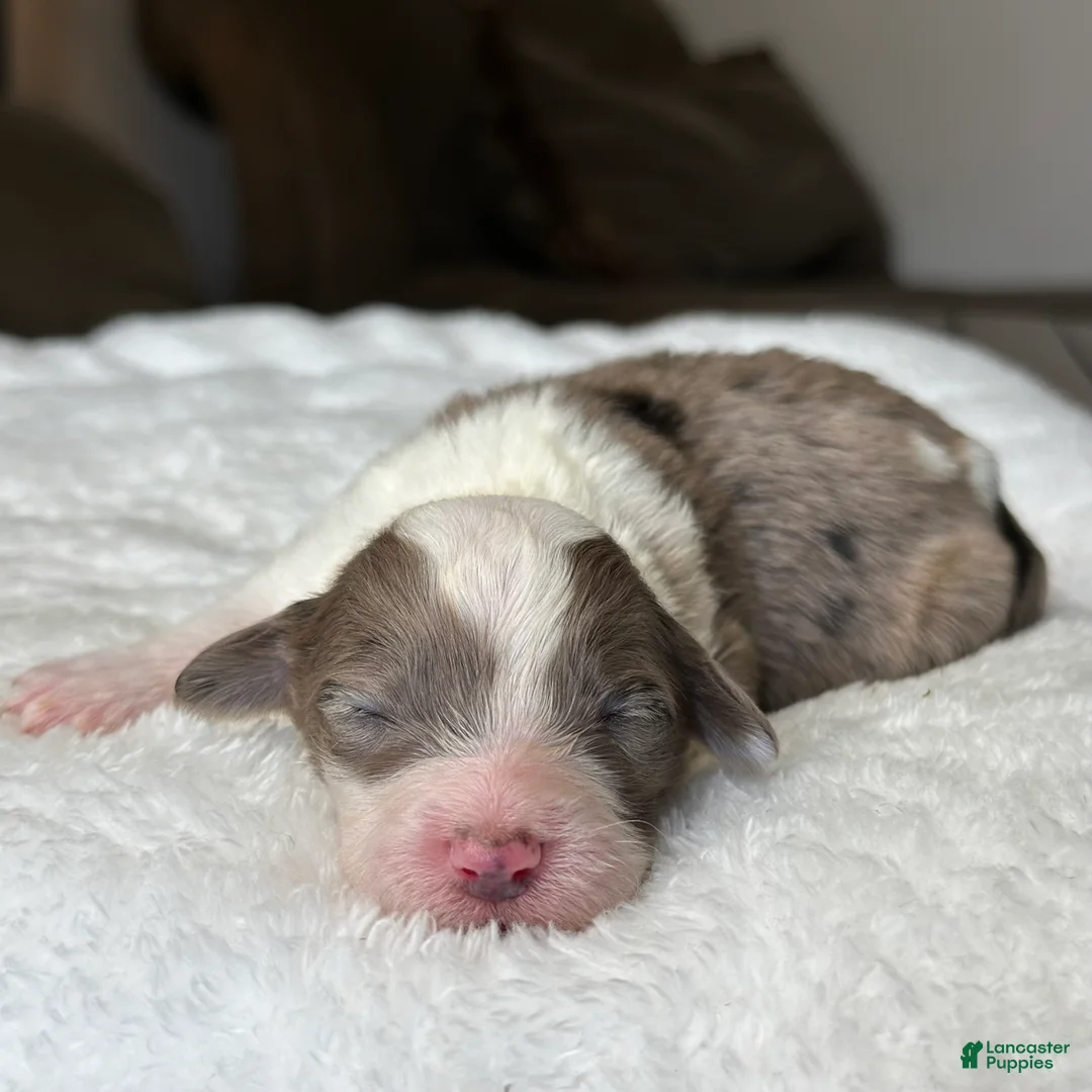 Sheepadoodle dogs for sale: Merle Female 3 - Ad 1