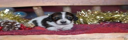 Dachshund dogs for sale: Princess - Ad 8