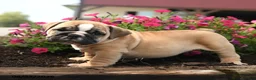 English Bulldog dogs for sale: Yana - Ad 3
