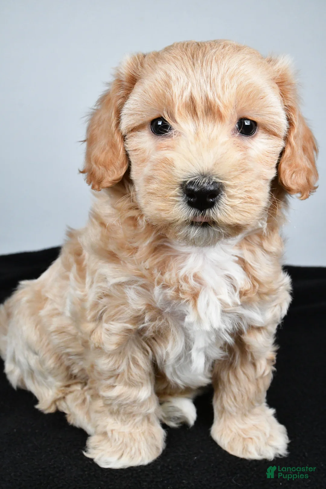 Maltipoo dogs for sale: Lexie - Ad 2