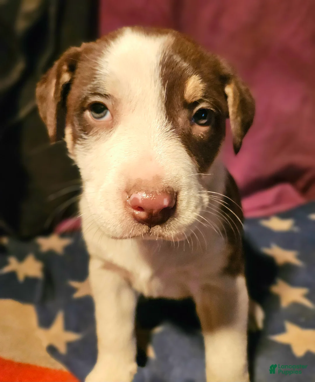 Border Collie dogs for sale: CeeCee (Blue Eyes) - Ad 9