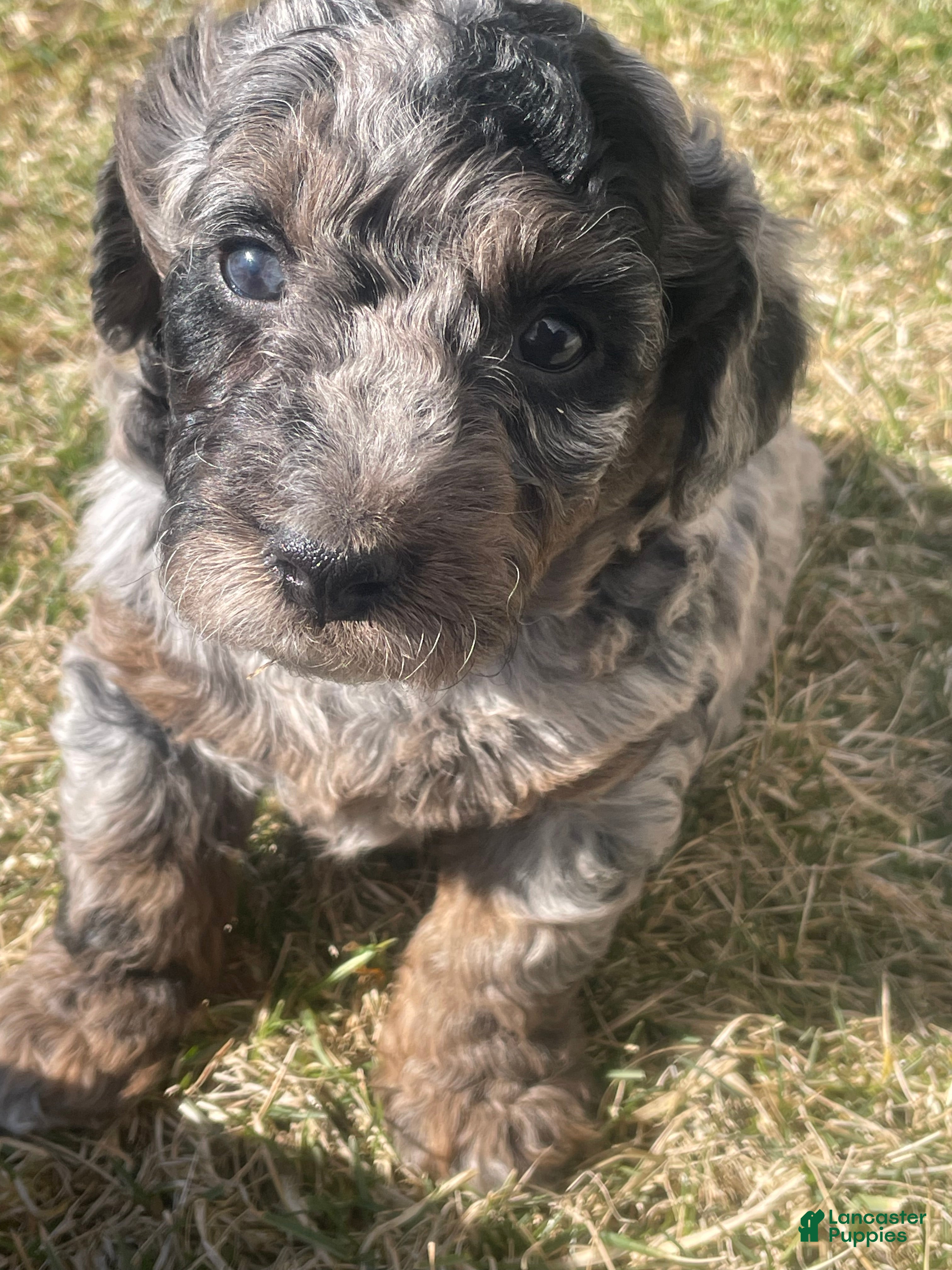 Labradoodle dogs Comet - Ad 1