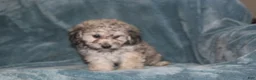 Miniature Poodle dogs for sale: Smokey - Ad 3