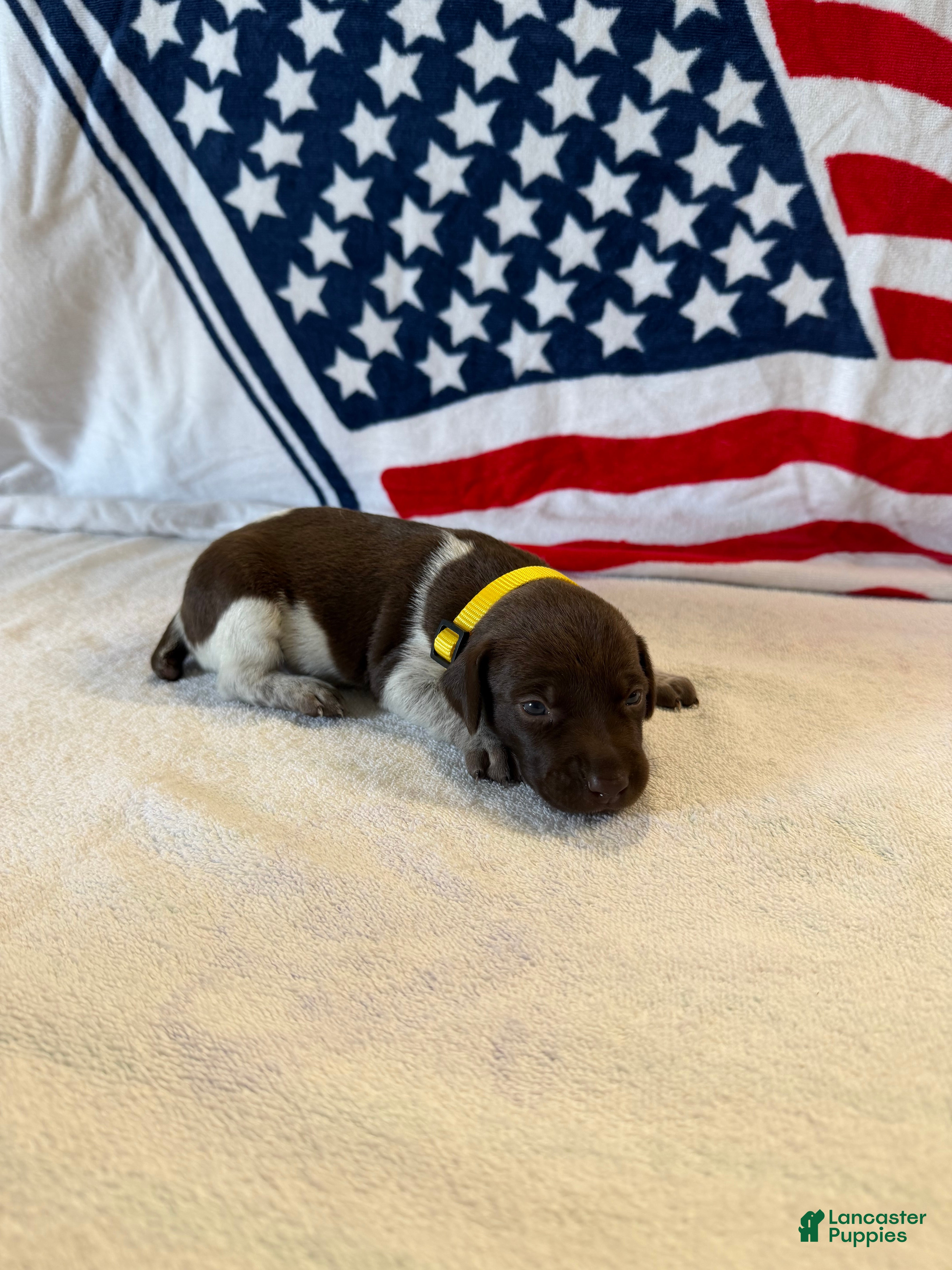 German Shorthaired Pointer dogs for sale: German Shorthaired Pointer 5 - Ad 1