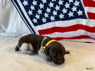 German Shorthaired Pointer dogs German Shorthaired Pointer 5 - Ad 15