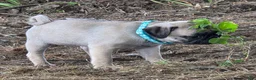 Pug dogs for sale: Millie - Ad 7