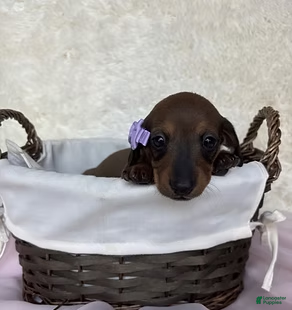 Miniature Dachshund dogs Passion - Ad 22