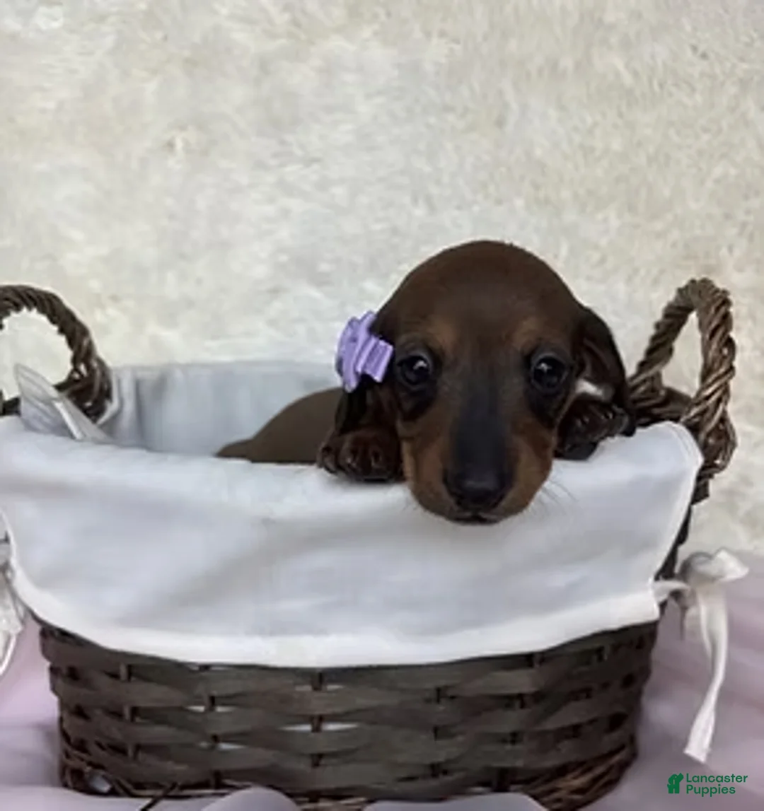 Miniature Dachshund dogs for sale: Passion - Ad 1