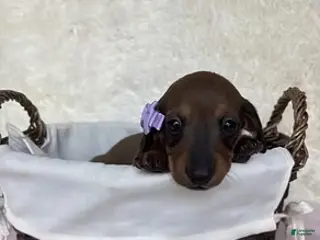 Miniature Dachshund dogs Passion - Ad 22
