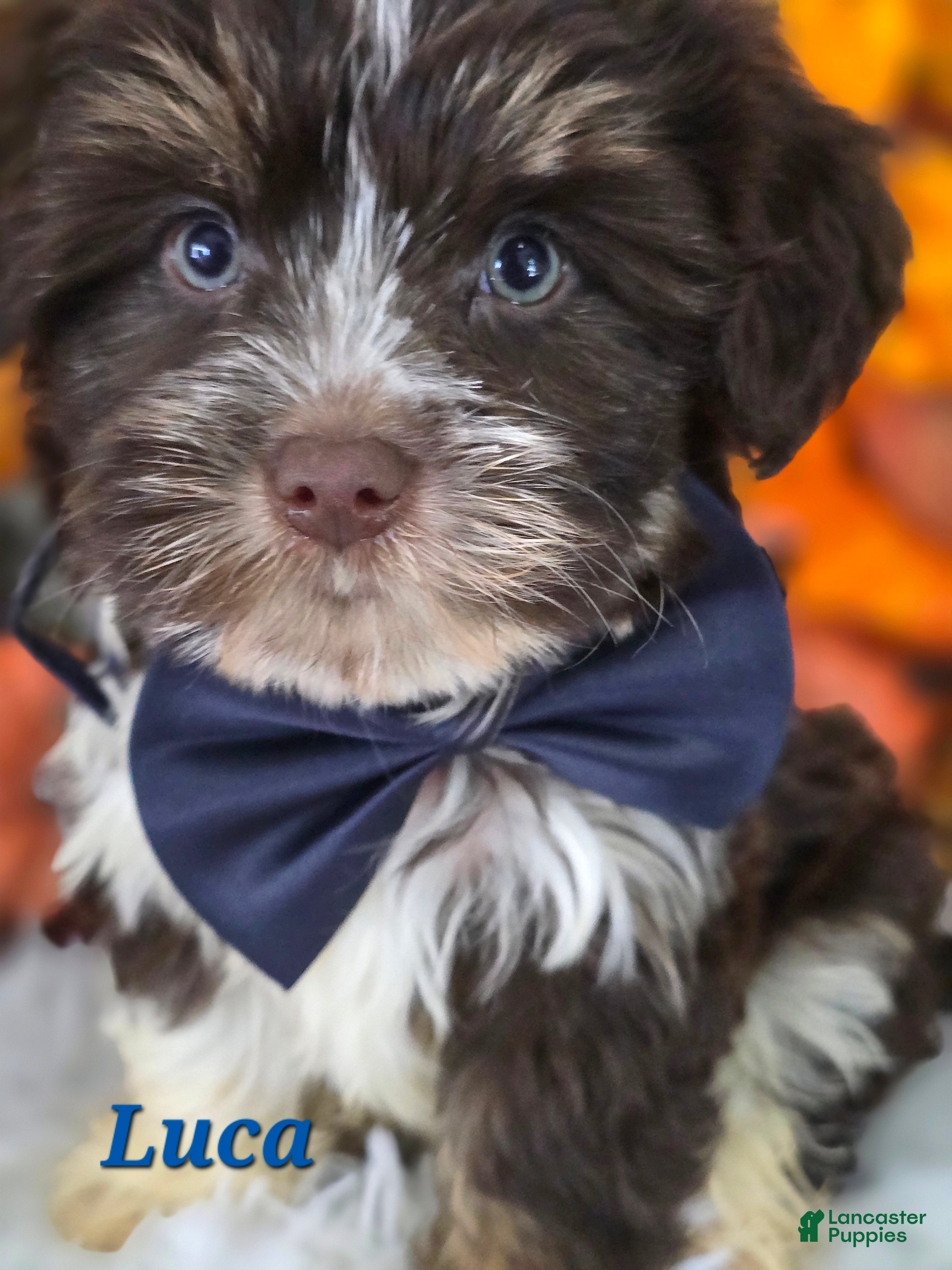 Yorkshire Terrier dogs Luca - Ad 2