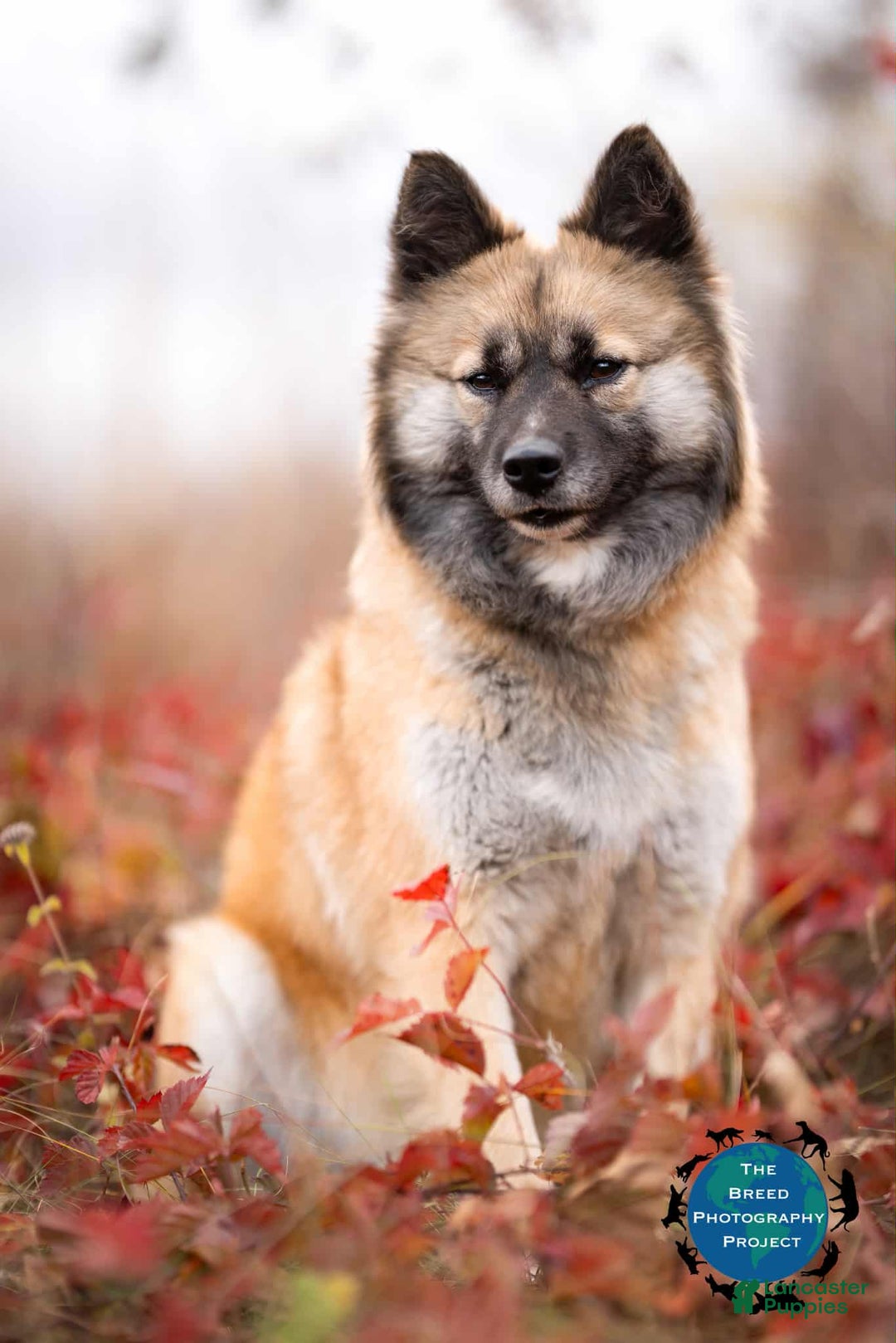 Nenets Herding Laika dogs for sale: Rowan - Ad 11