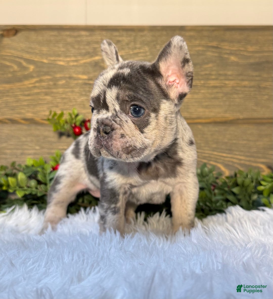 French Bulldog dogs for sale: Mercedes  - Ad 1