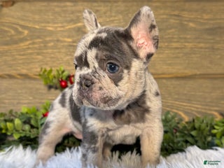 French Bulldog dogs Mercedes - Ad 4