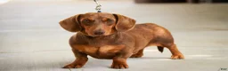 Miniature Dachshund dogs for sale: Bart - Ad 9