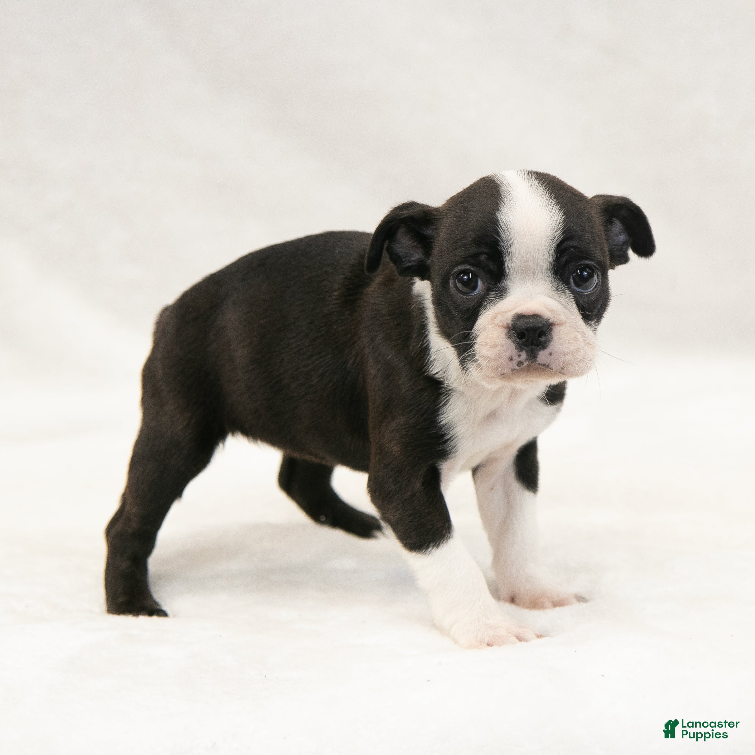 Brindle Boston Terrier Puppies for sale Lancaster Puppies