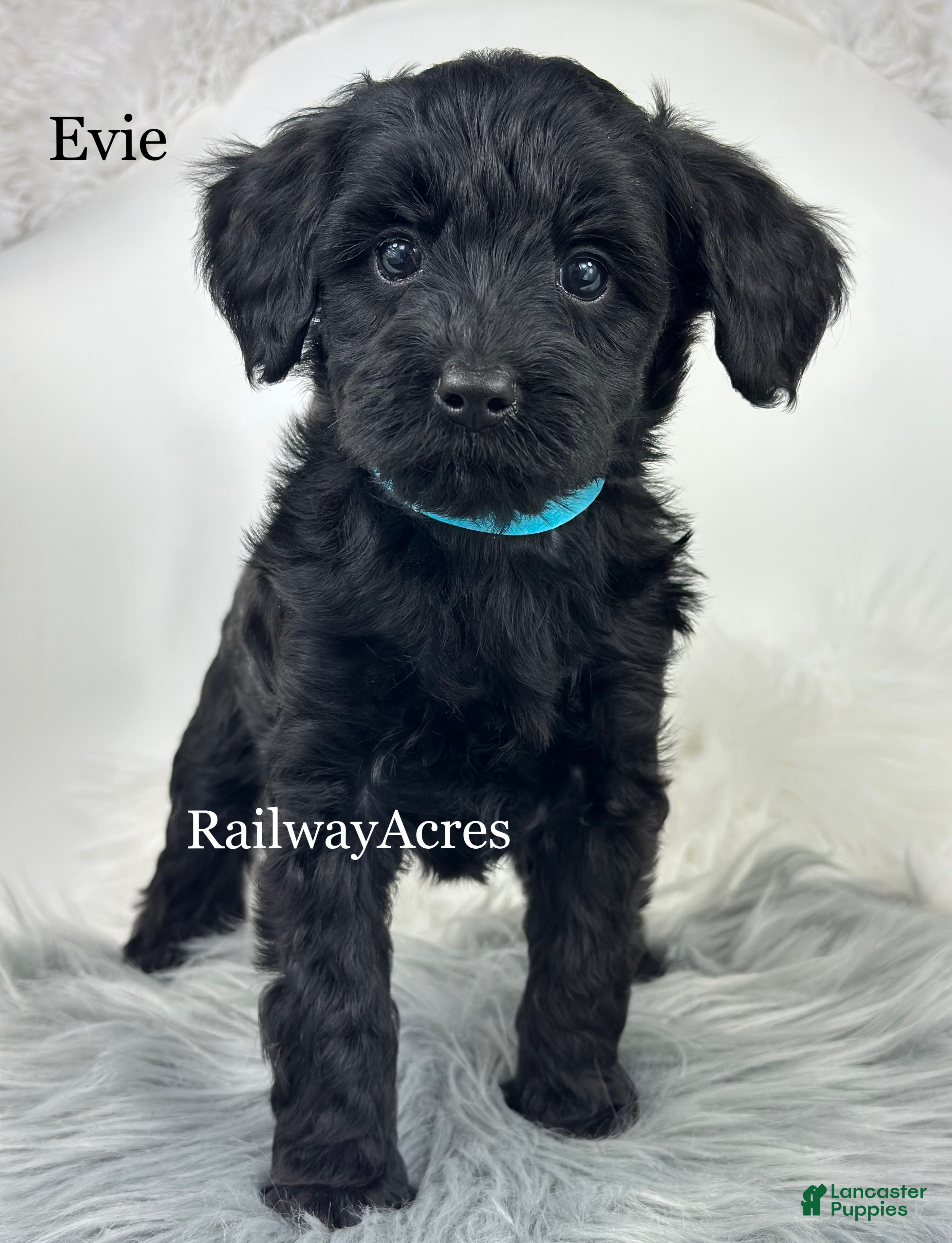Mixed Breed dogs Evie - Ad 26
