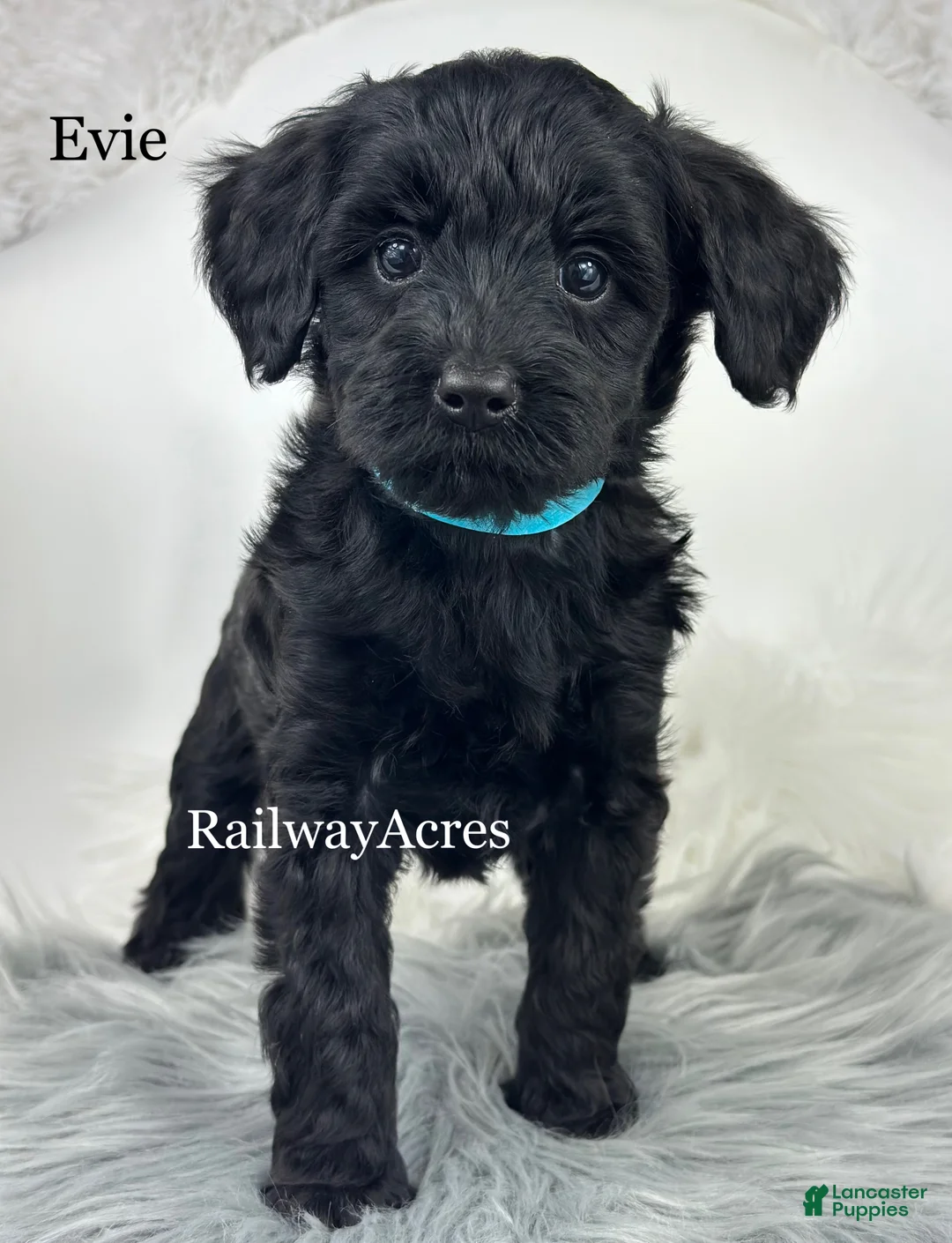 Mixed Breed dogs for sale: Evie - Ad 2