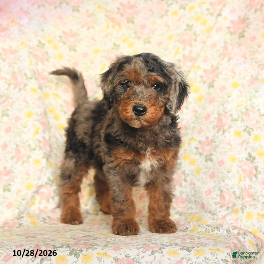 Mini Goldendoodle dogs for sale: Oscar - Ad 2