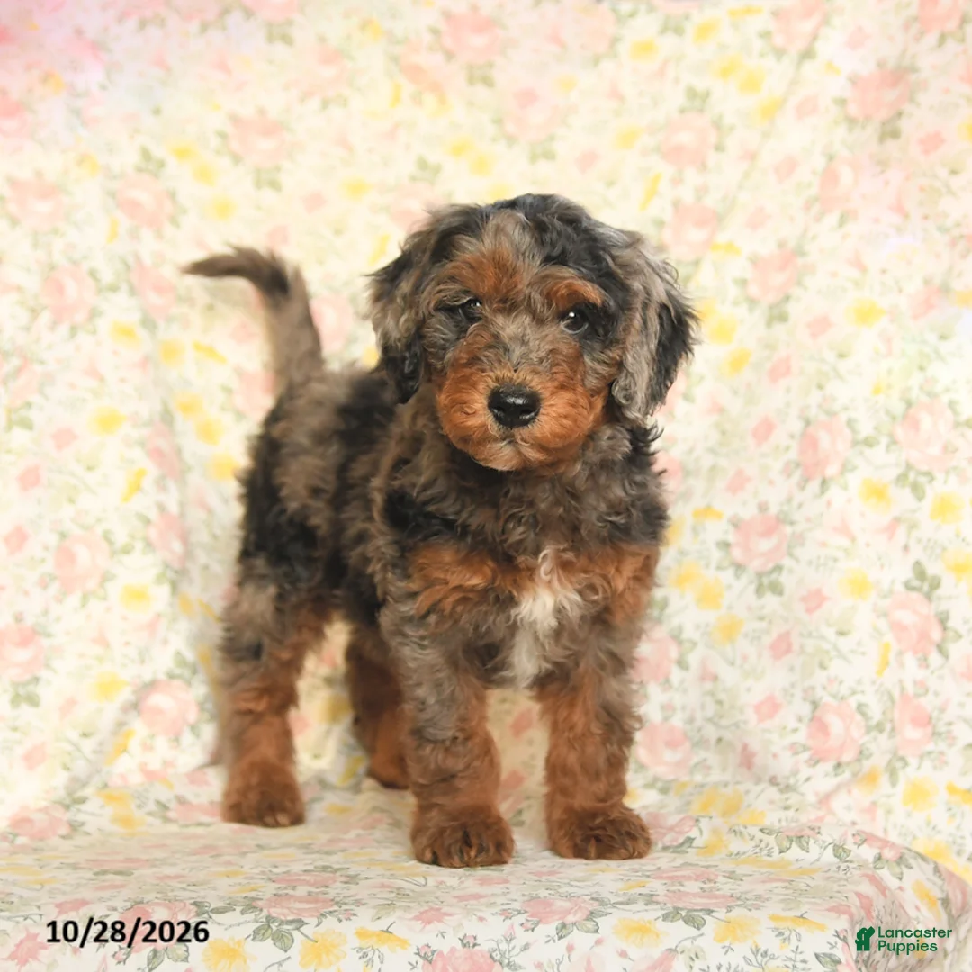Mini Goldendoodle dogs for sale: Oscar - Ad 2