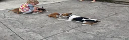 Mixed Breed dogs for sale: Gravy - Ad 3