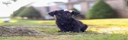Yorkiepoo dogs for sale: Pansy - Ad 7