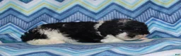Miniature Poodle dogs for sale: Reserved Harlee’s Bk&W male - Ad 5