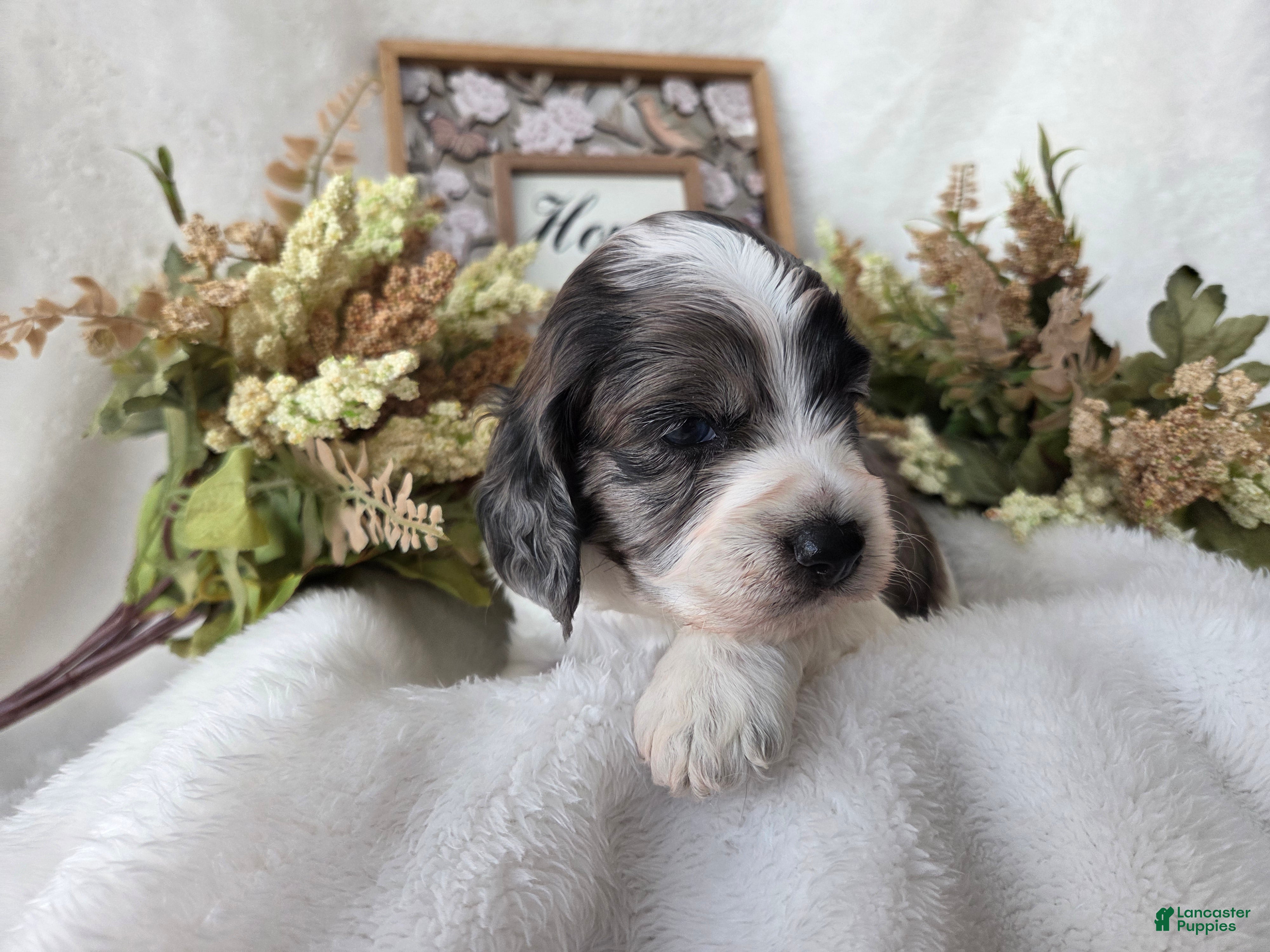 Cockapoo dogs Cockapoo Puppy 2 - Ad 2