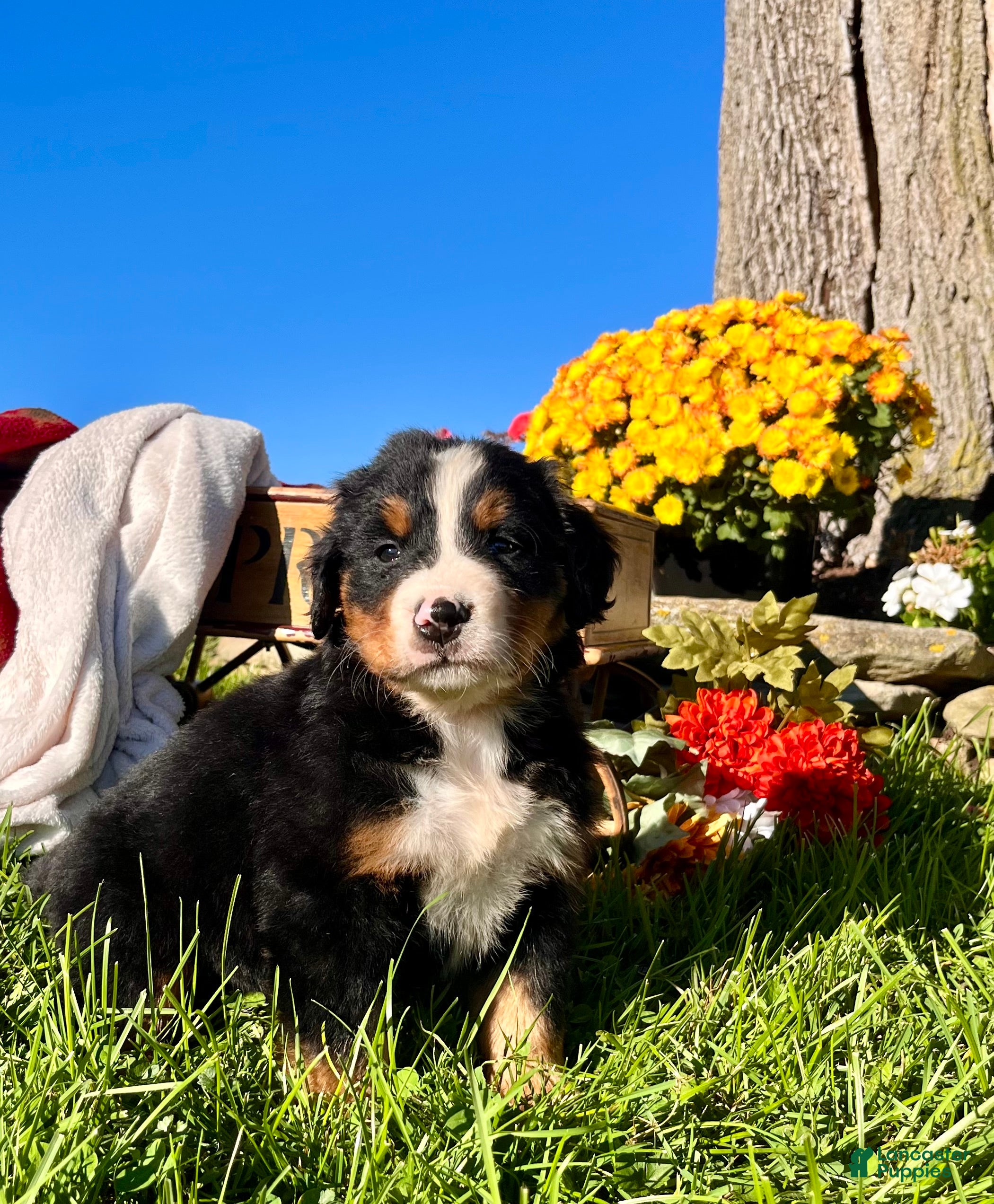 Bernese Mountain Dog dogs RUBY❤️Akc Genetic Health Tested American Champion - Ad 1