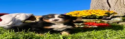 Bernese Mountain Dog dogs for sale: RUBY❤️Akc Genetic Health Tested American Champion - Ad 1