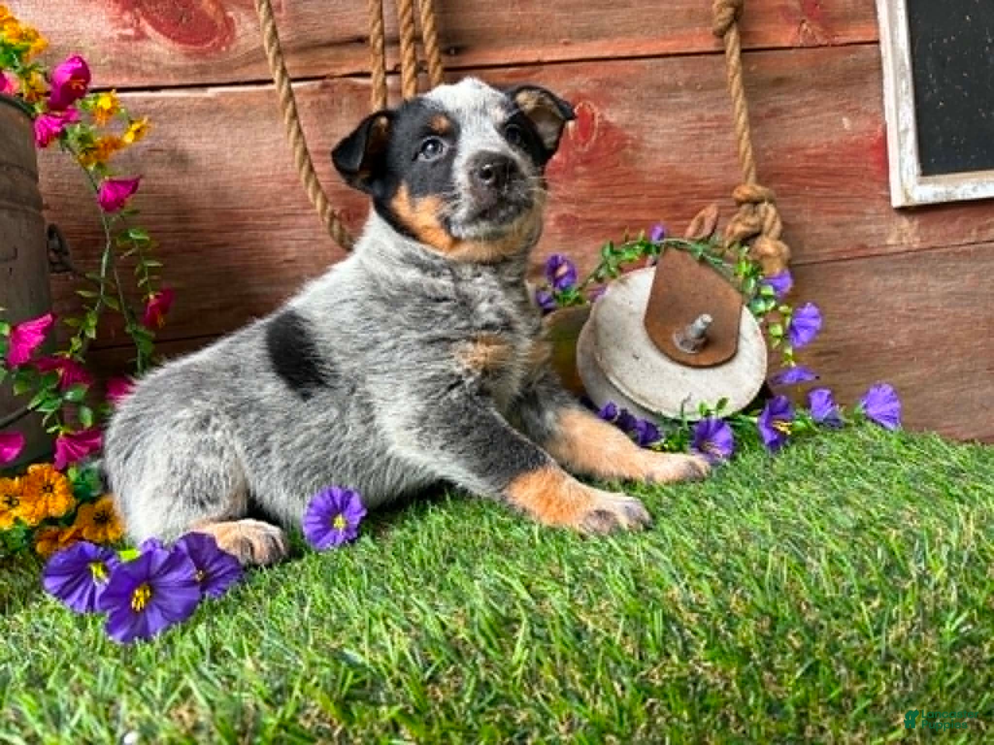 Australian Cattle Dog dogs Ella - Ad 2