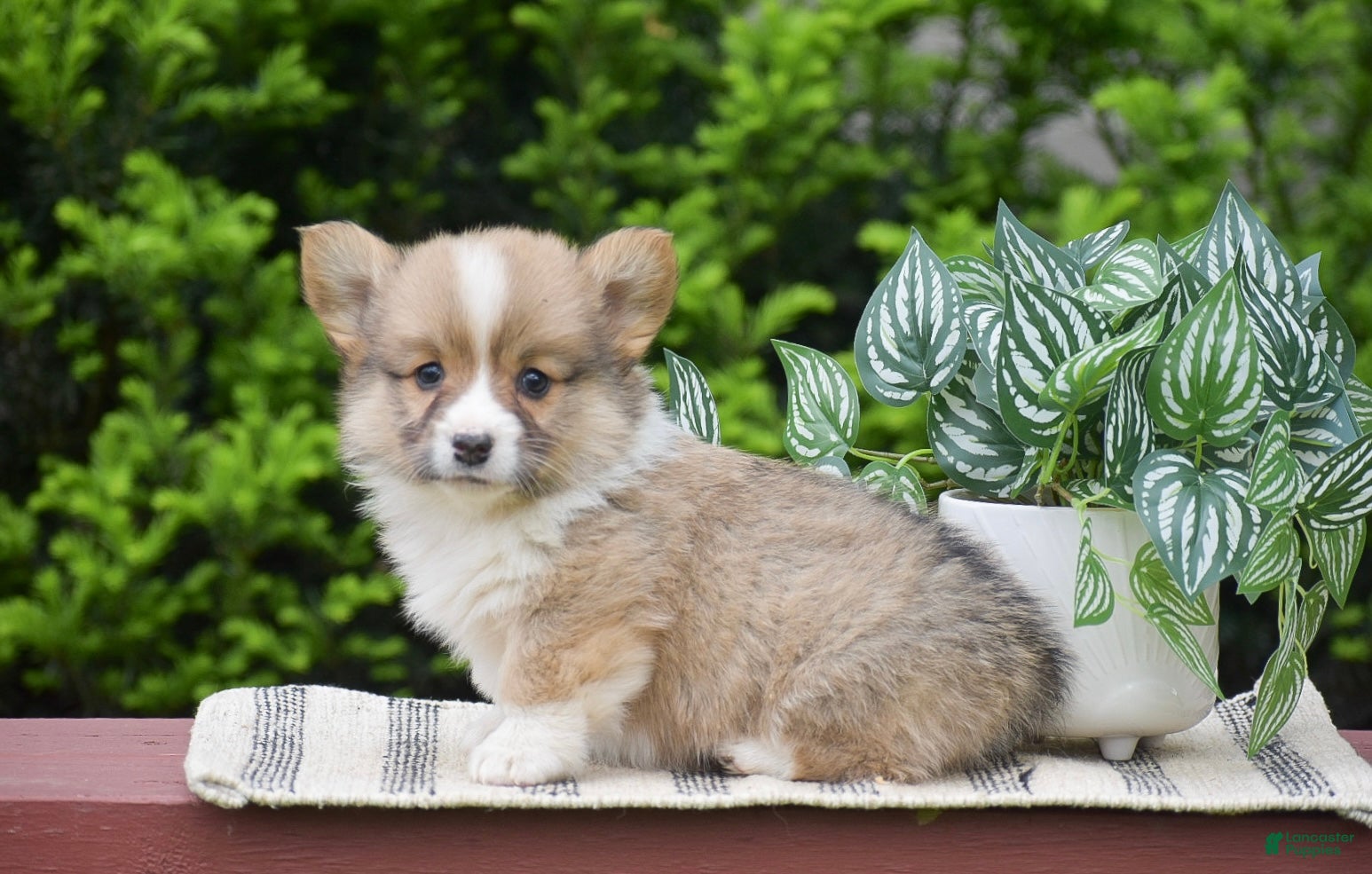 Welsh Corgi Pembroke dogs Finnegan - Ad 2