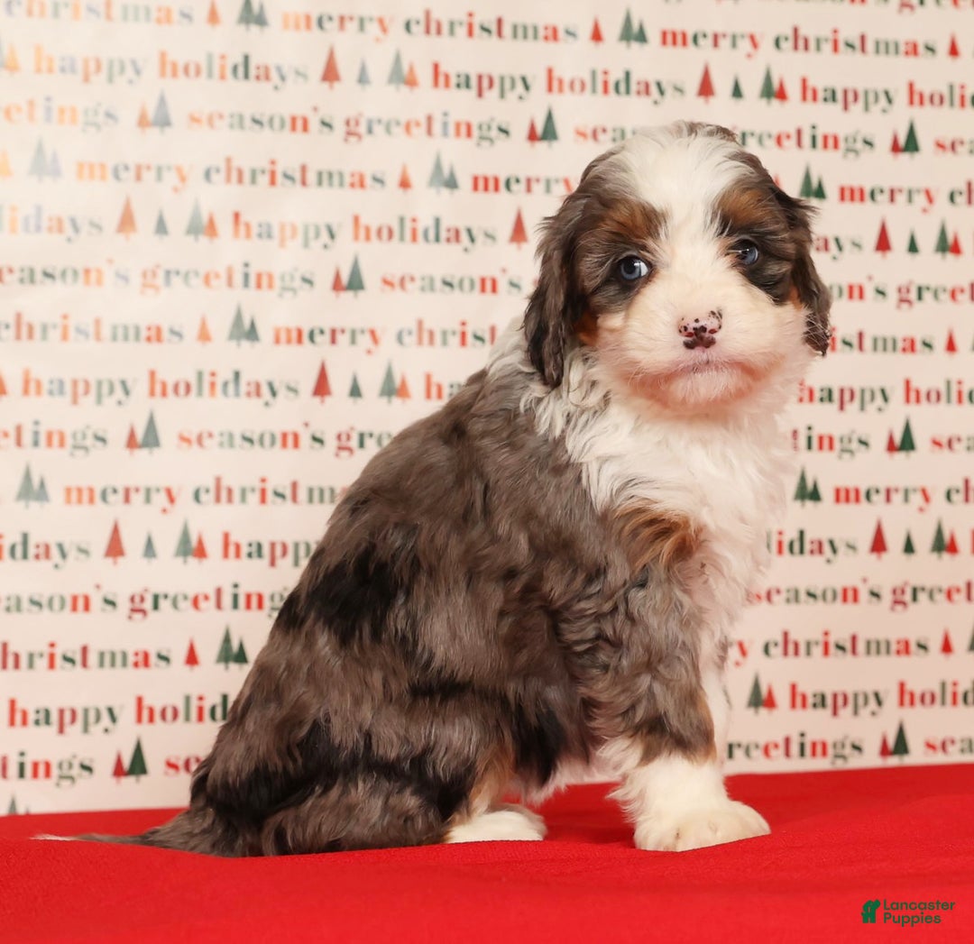 Mini Bernedoodle dogs for sale: Ginger - Ad 7