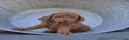 Toy Poodle dogs for sale: Joey - Ad 1