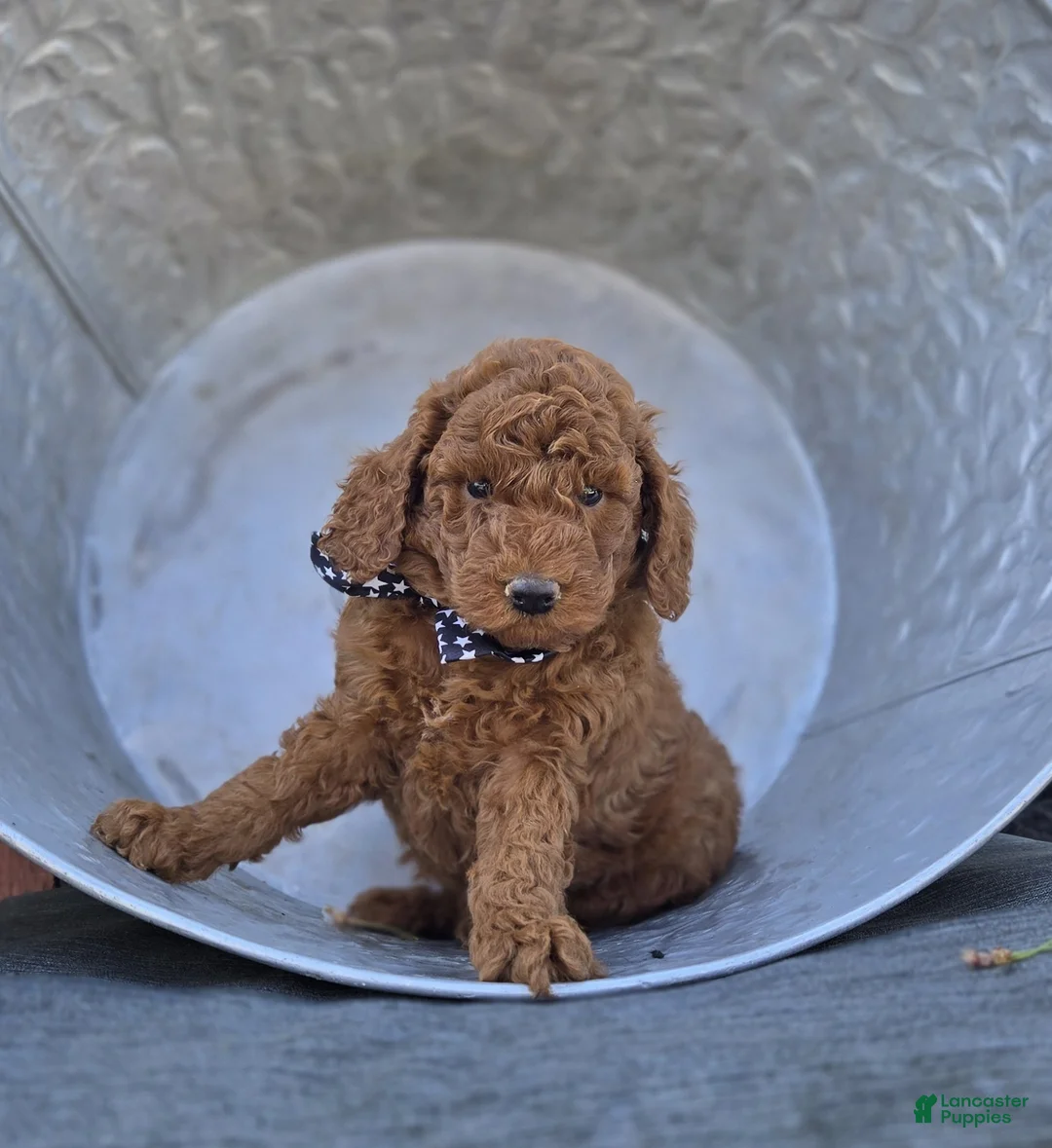 Toy Poodle dogs for sale: Joey - Ad 1