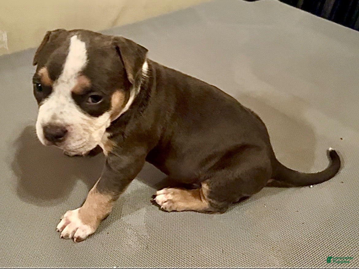 American Bully dogs American Bully 3 - Ad 1
