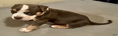 American Bully 3