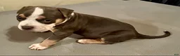 American Bully dogs for sale: American Bully 3 - Ad 1