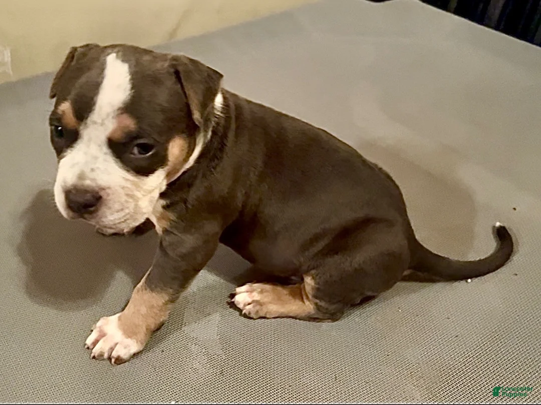 American Bully dogs for sale: American Bully 3 - Ad 1