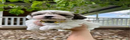 Mixed Breed dogs for sale: Tucker - Ad 3