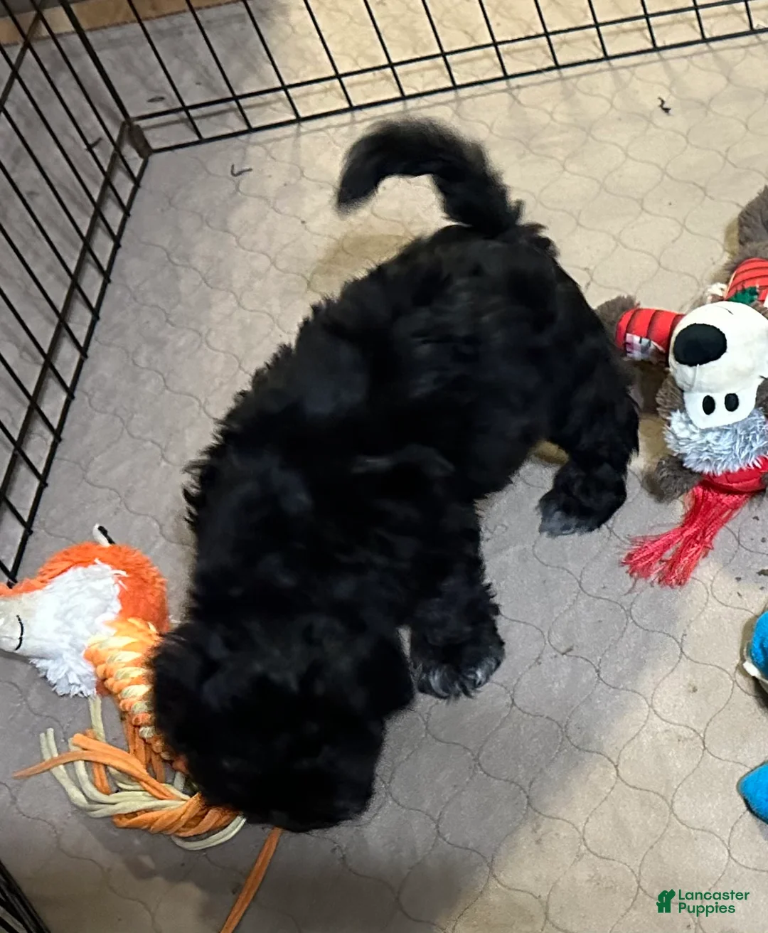 Shihpoo dogs for sale: Shihpoo Puppy 3 - Ad 2