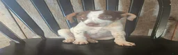 Mixed Breed dogs for sale: Ozzy - Ad 4
